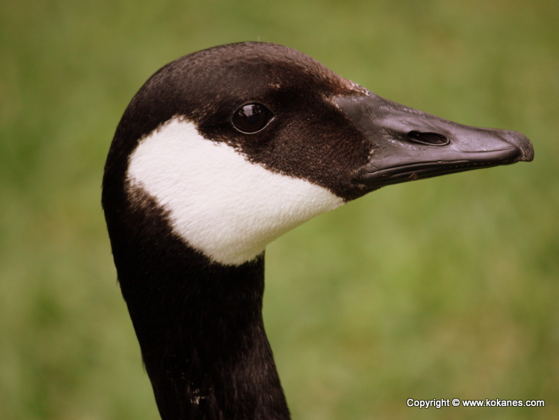 Canada Goose